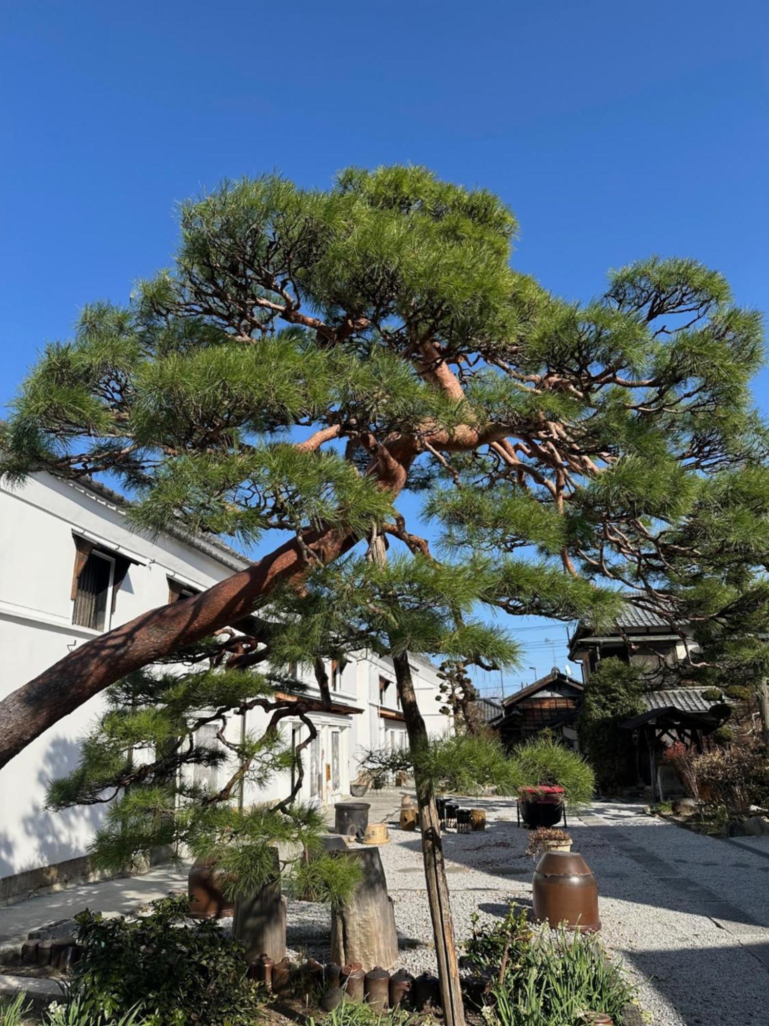 銅の夢 Villa *